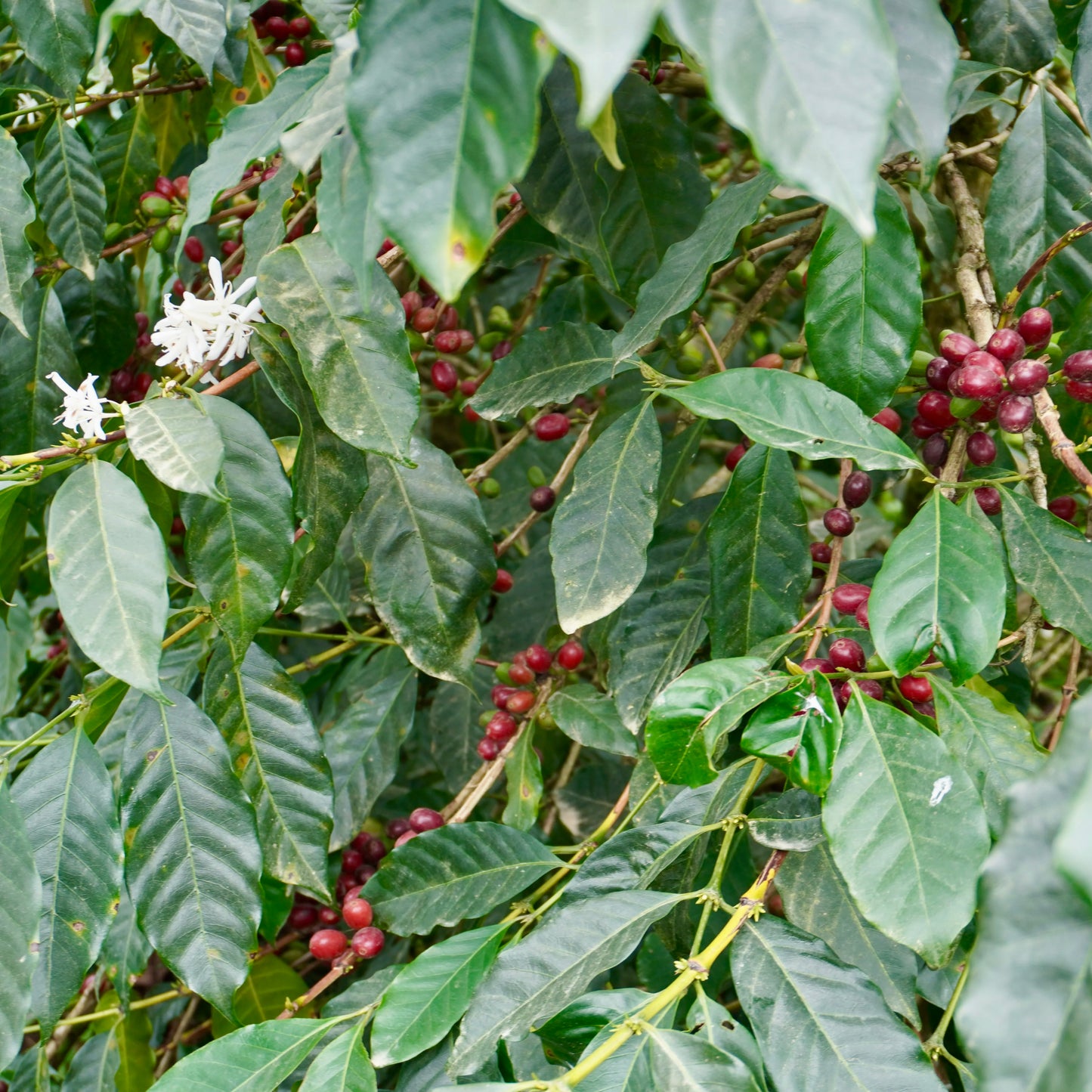 Colombia- Finca Las Flores- Advanced Natural Castillo & Caturra