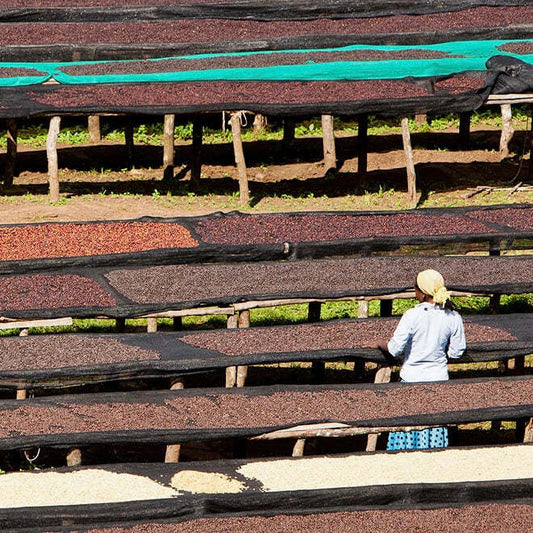 Ethiopia- Nansebo – Natural Heirloom