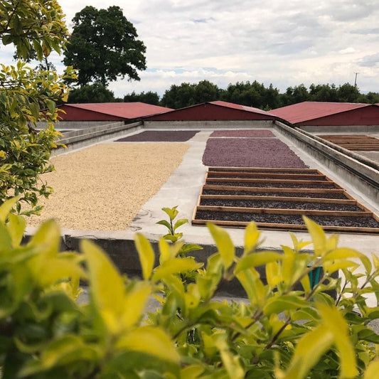 Colombia- Luz Helena Salazar- Blueberry Castillo