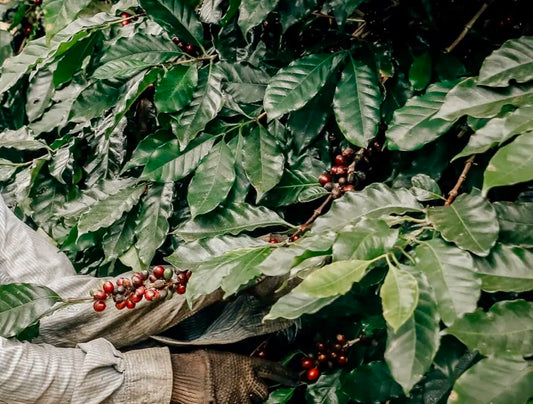 Brazil Araponga – Natural Mixed Varieties