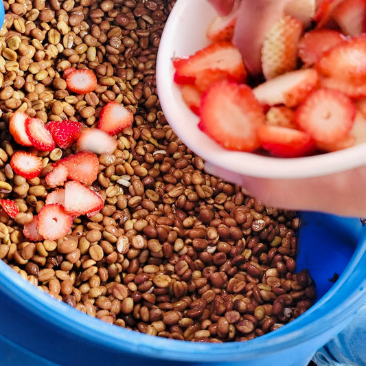 Colombia- Jairo Arcila- Honey/ Strawberry fermented Castillo