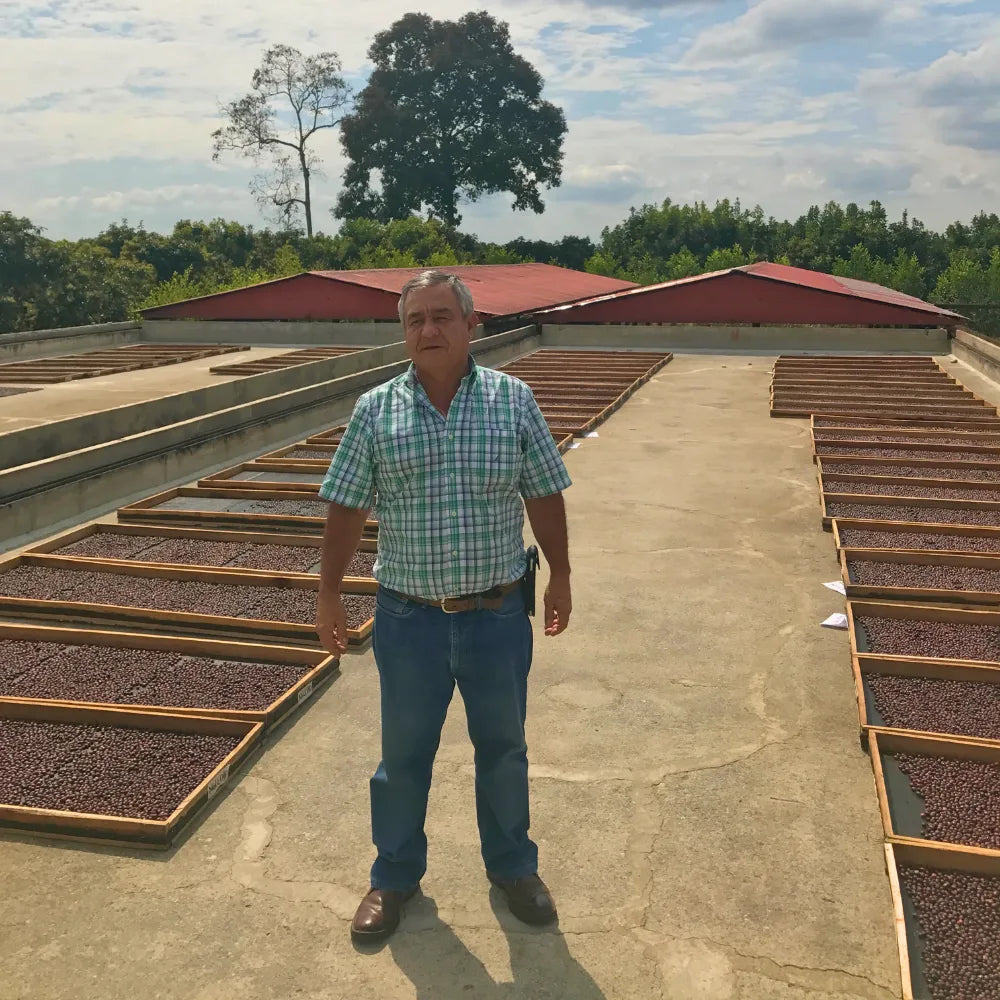 Colombia- Jairo Arcilla- Honey Rose Co-Fermented- Pink Bourbon