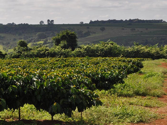 Brazil- Fazenda El Dorado- Natural Yellow Catuai & Bourbon
