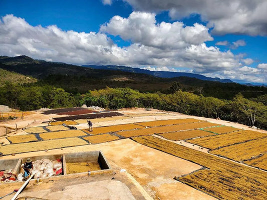 China-Fuyan- Natural Catimor