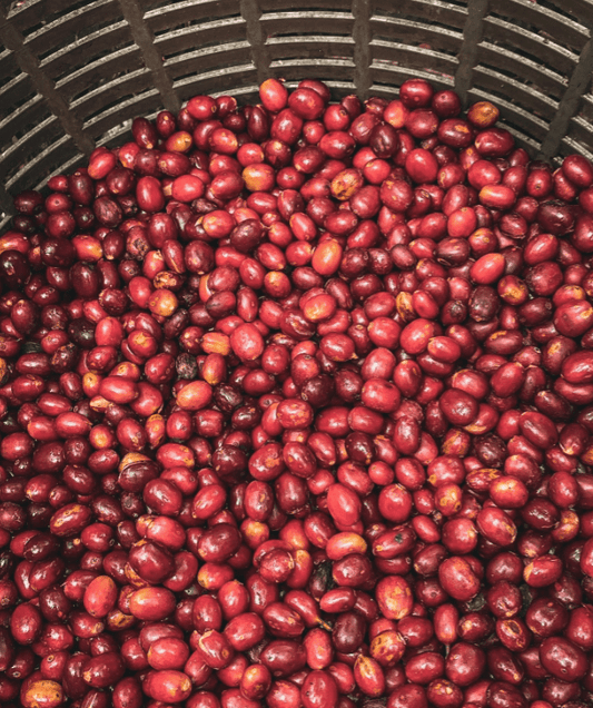 Costa Rica- Corazon de Jesus- Natural Catuai