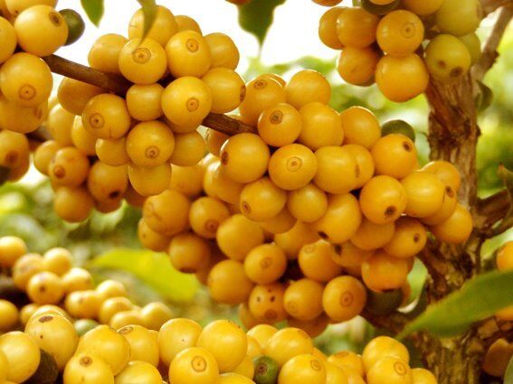 Бразилия- Fazenda El Dorado- Естествен жълт катуай и бyрбoн