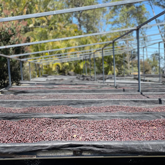 Colombia- Jairo Arcilla- Honey Rose Co-Fermented- Pink Bourbon