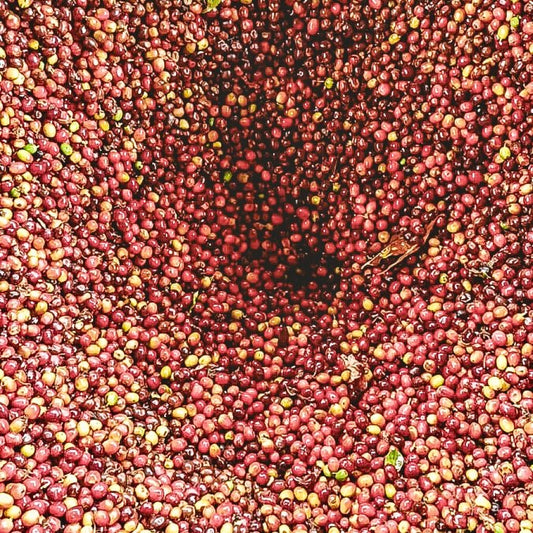 Colombia- Los Patios- Honey Cherry Co-fermented Castillo