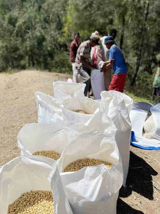 Kenya- Masai AA- Washed SL 28 & SL 34