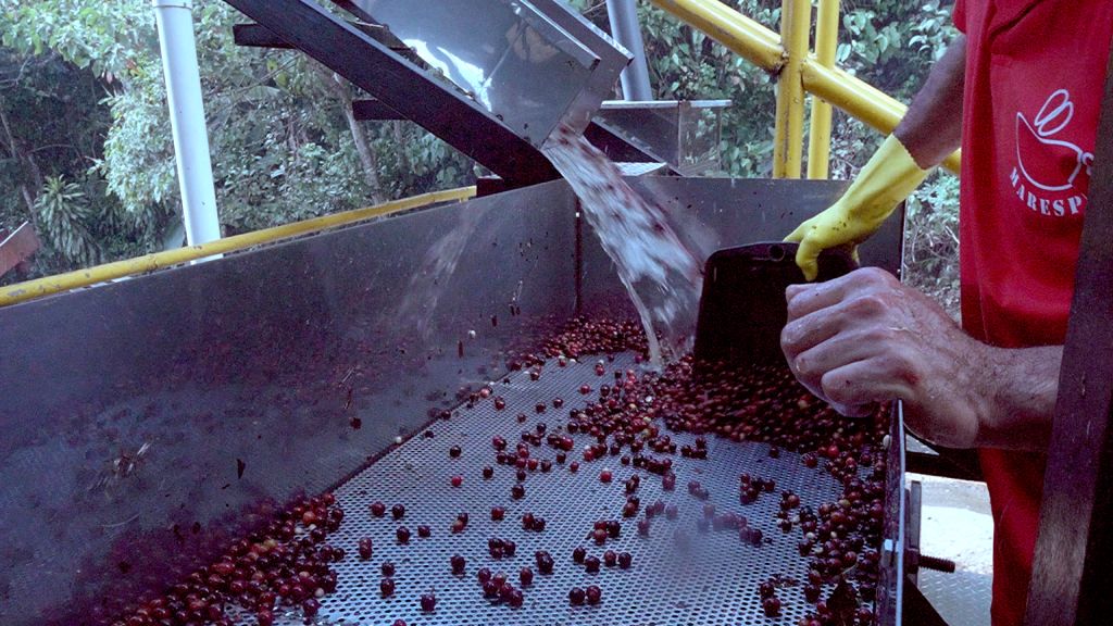 Costa Rica- Montanas de Oro- Lavado Crema Catuai