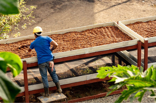 Costa Rica- Montanas de Oro- Lavado Crema Catuai