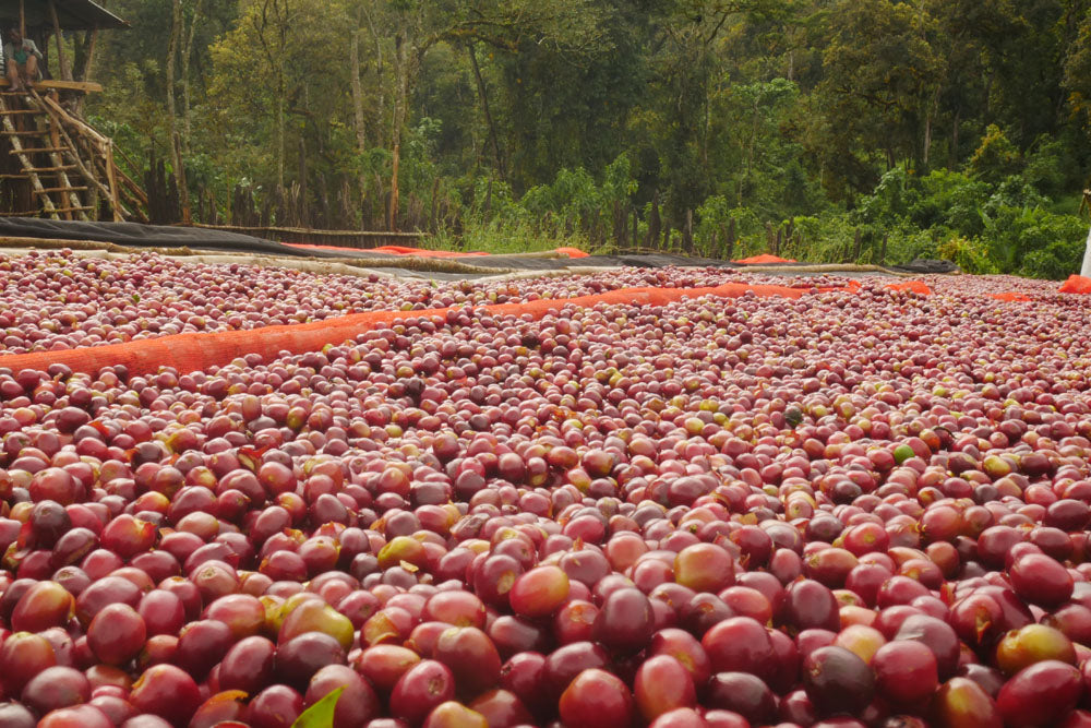 Ethiopia Nansebo – Натуралeн Heirloom