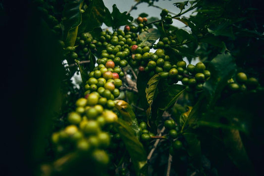 Rwanda Gitesi Washed Red Bourbon