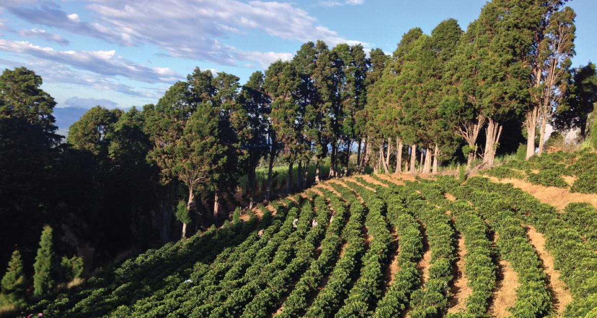 Costa Rica-Volcan Azul- Natural Caturra