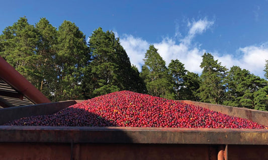 Costa Rica-Volcan Azul- Natural Caturra