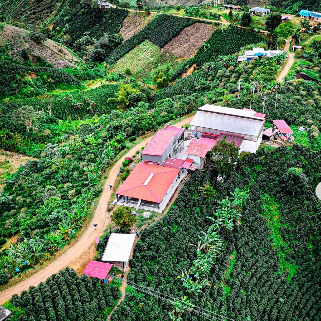 Colombia- Finca Las Flores- Advanced Natural Castillo & Caturra