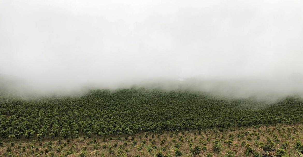 Costa Rica- Volcán Azul- Anaerobic Natural SL34