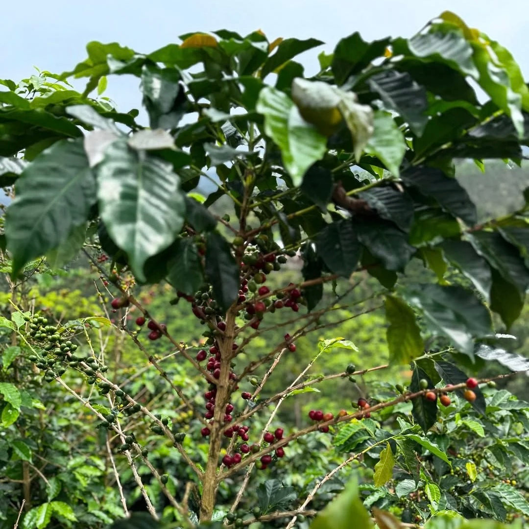Colombia-Finca Anaya-
Advanced Natural Red Bourbon