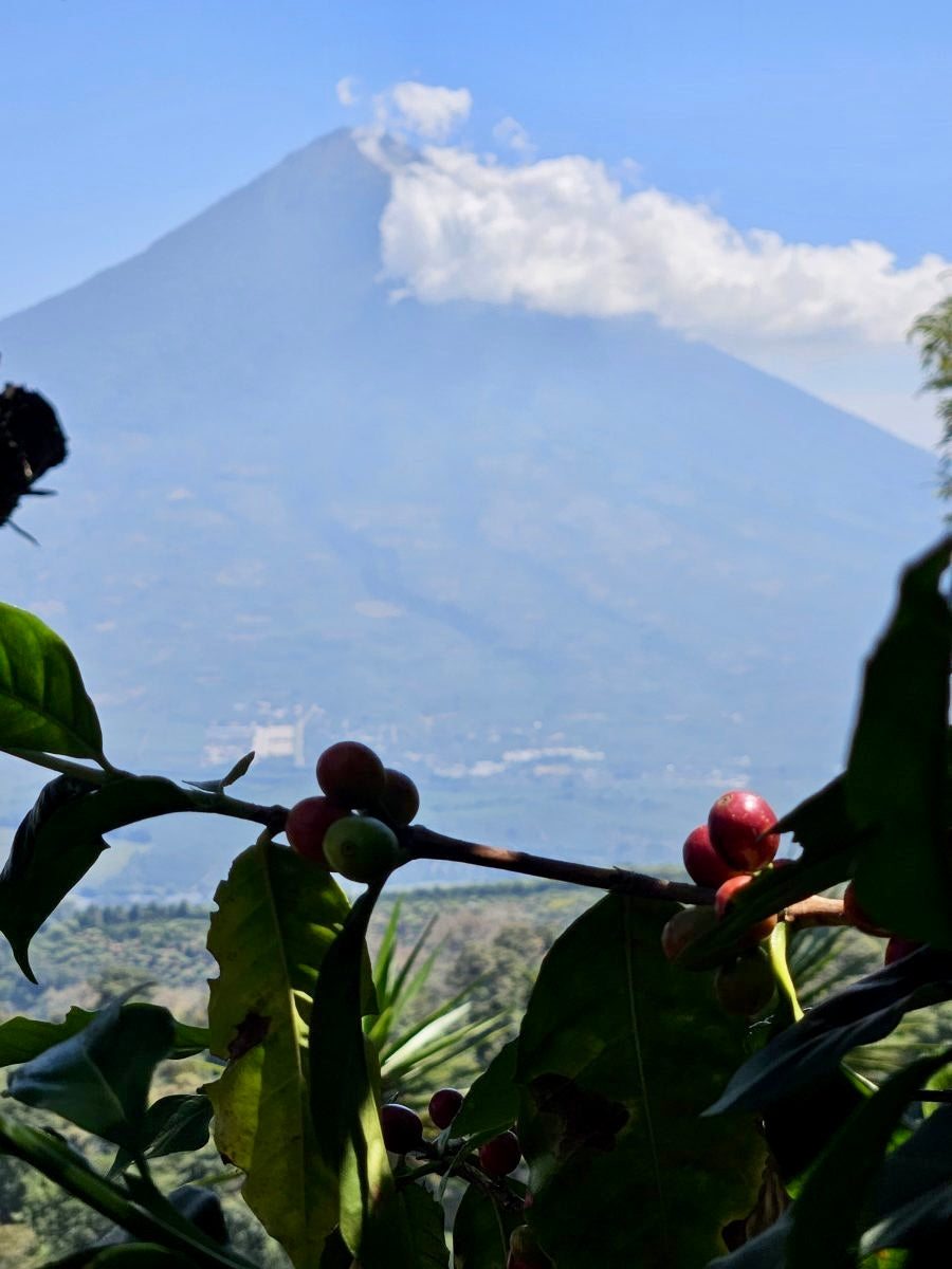 Costa Rica- Corazón de Jesús- Natural Catuai