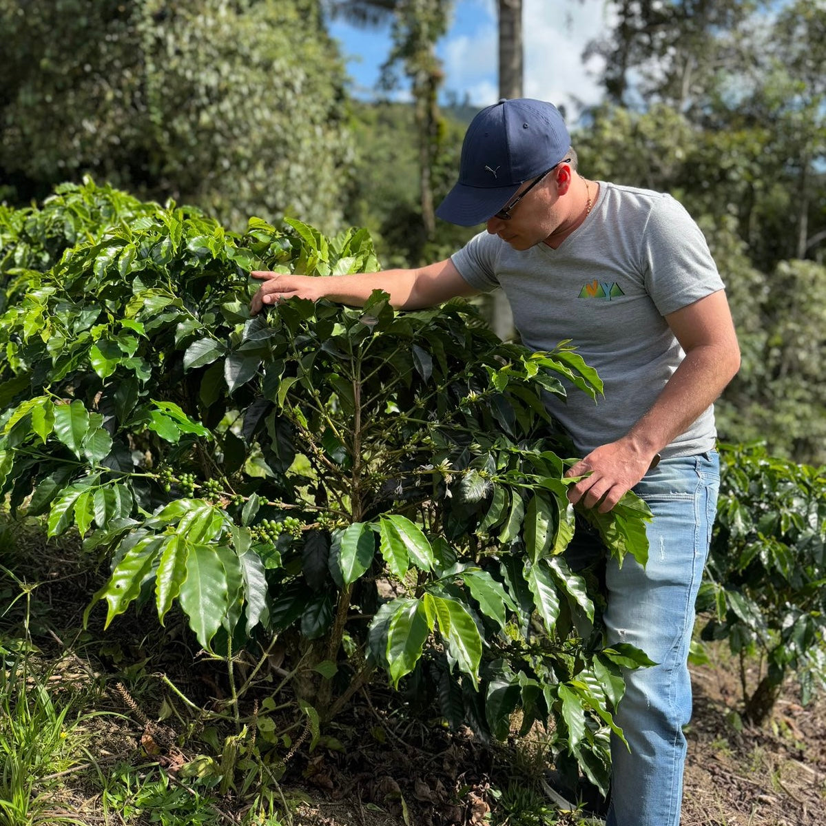 Colombia-Finca Anaya-
Advanced Natural Red Bourbon