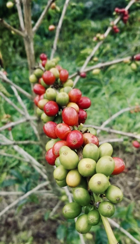 Colombia-Jairo Arcila-Lychee Washed Co-Fermented Castillo