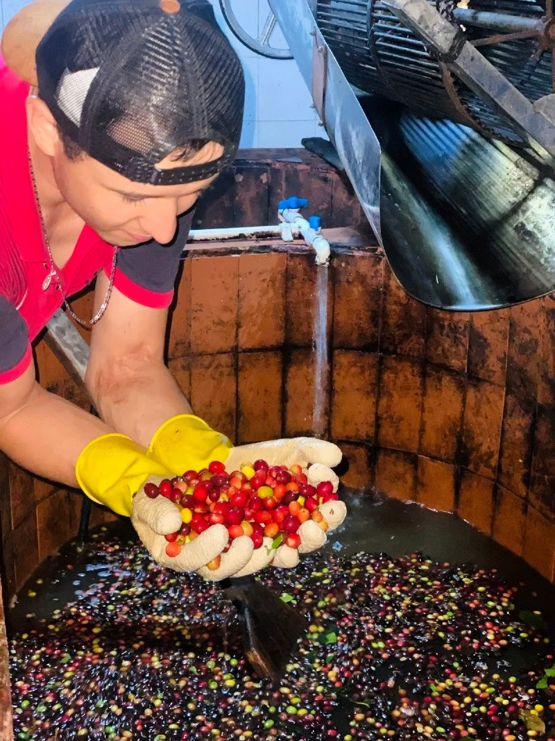 Colombia- Finca El Rincón – Diego Horta- Natural Anerobic Gesha