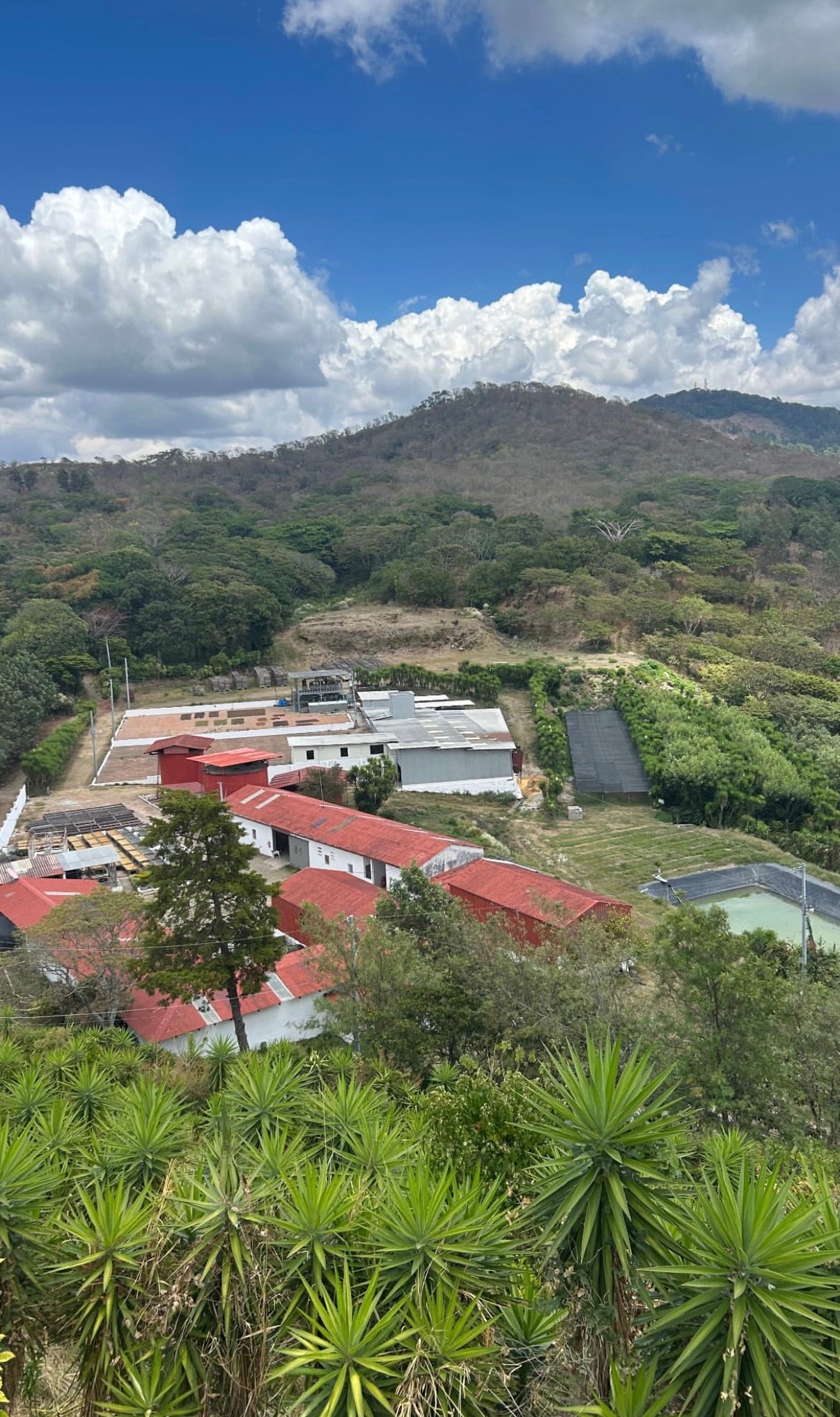 Los Pirineos- El Salvador- Natural Pacamara