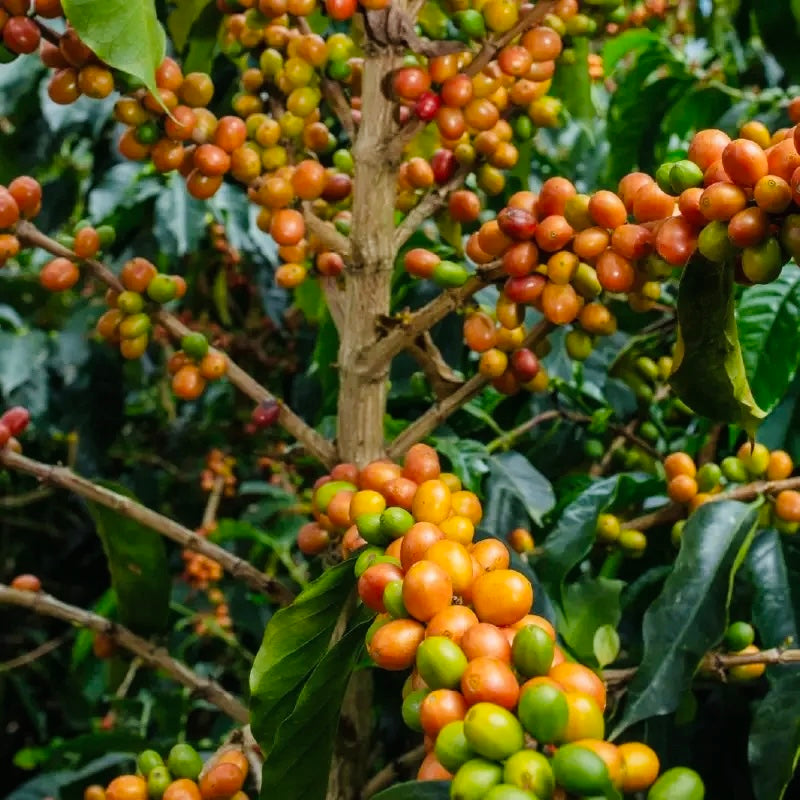 Colombia- Finca El Rincón – Diego Horta- Natural Anerobic Gesha