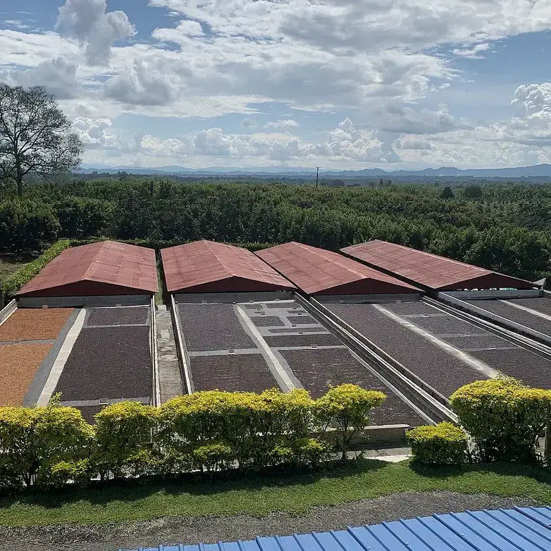 Colombia- Luz Helena Salazar- Blueberry Castillo