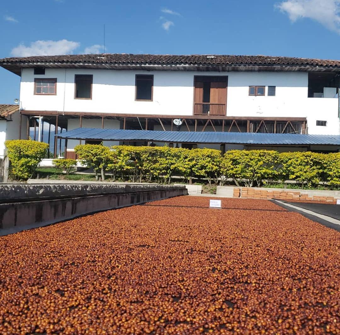 Colombia- Luz Helena Salazar- Blueberry Castillo