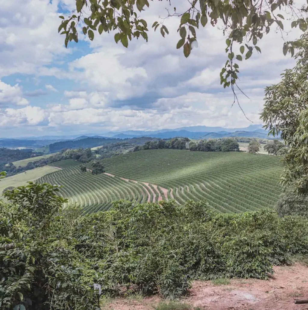 Araponga- Brazil- Natural- Mixed varities