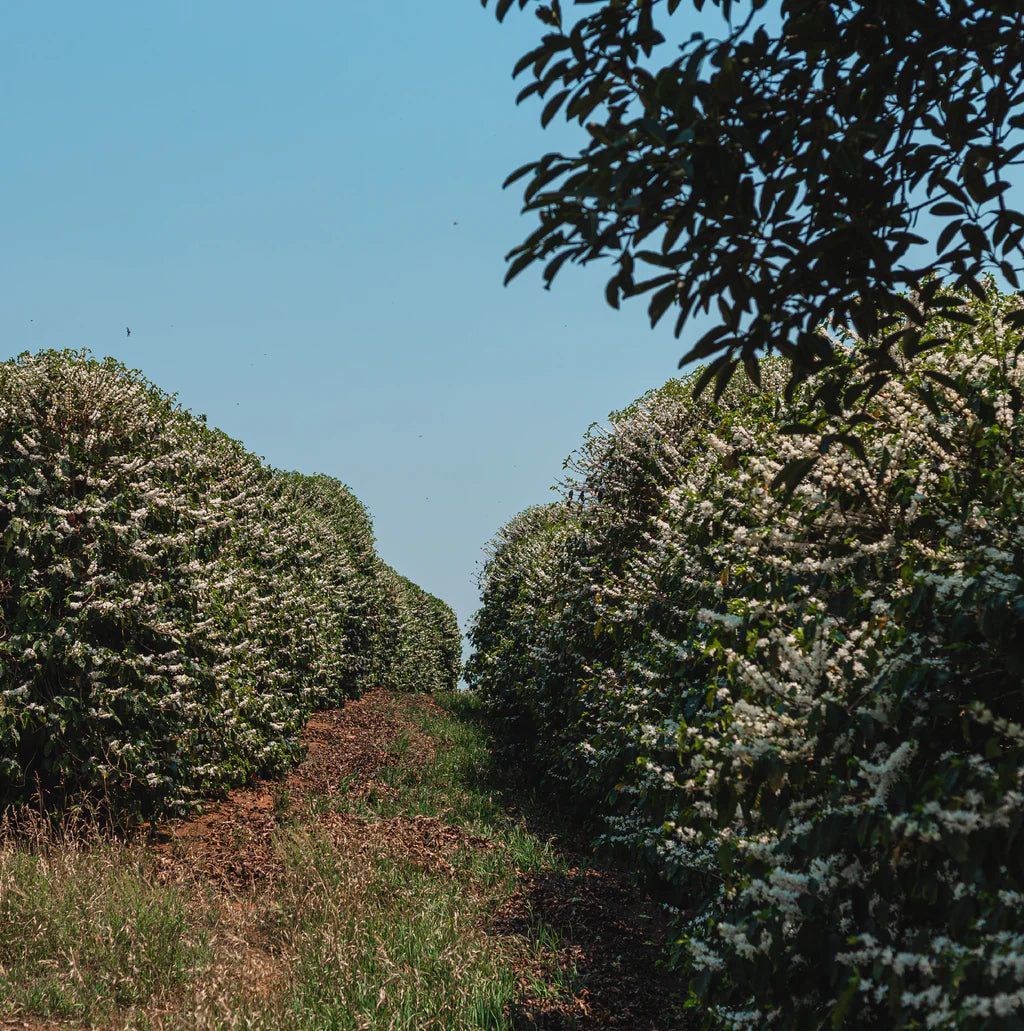 Araponga- Brazil- Natural- Mixed varities