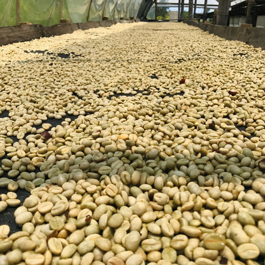 Colombia- Jairo Arcila- Honey/ Strawberry fermented Castillo