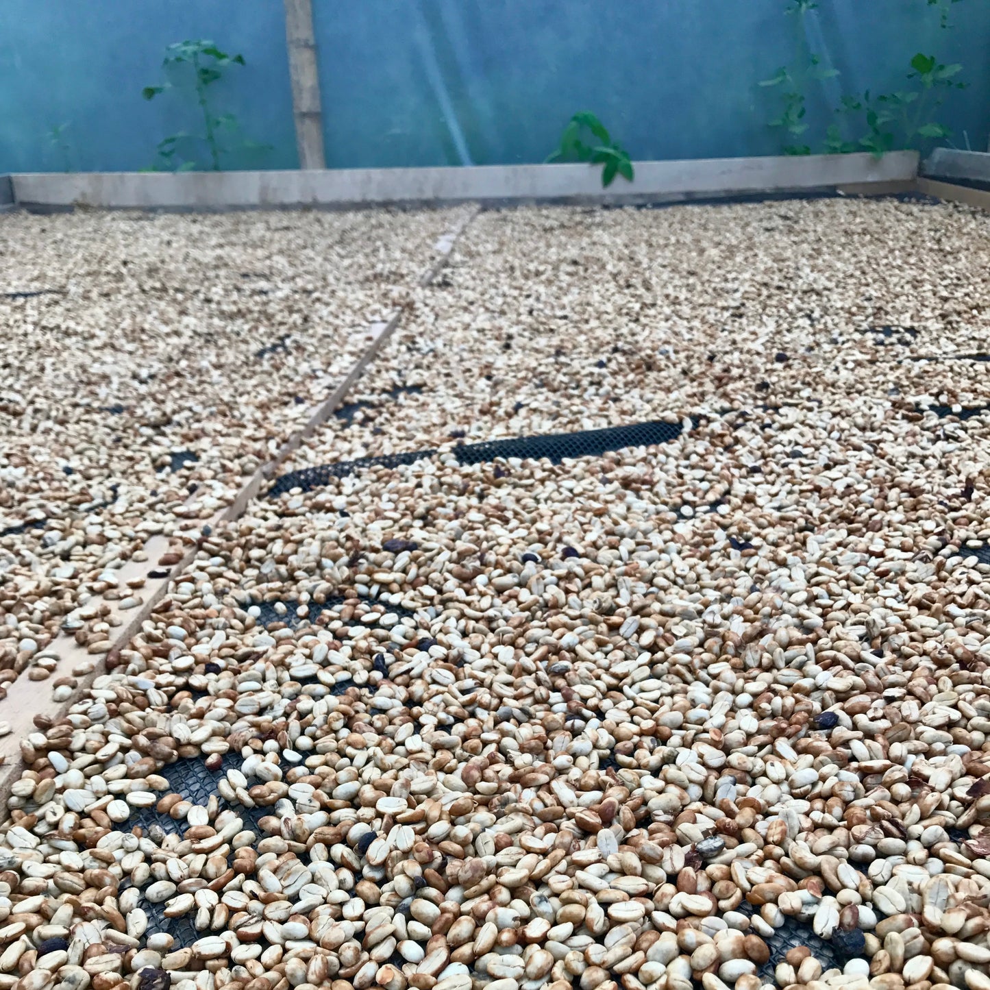 Colombia Jairo Arcila – Honey Strawberry Co-Fermented Castillo