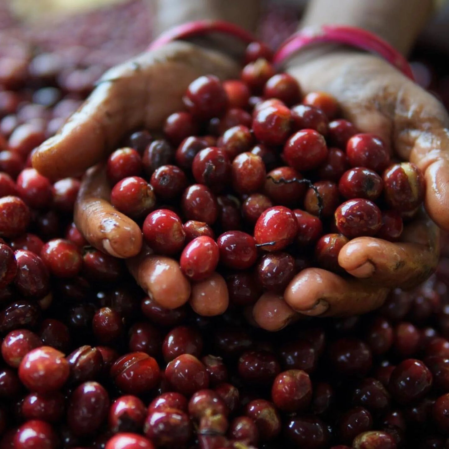 Riverdale Coffee Estate- India– Natural, red fruit co-ferment SLN 9