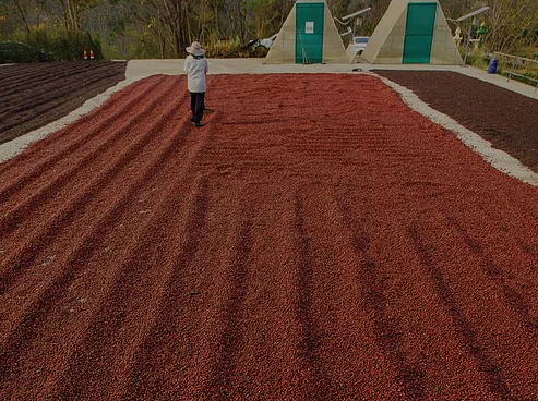 Бразилия- Fazenda El Dorado- Естествен жълт катуай и бyрбoн