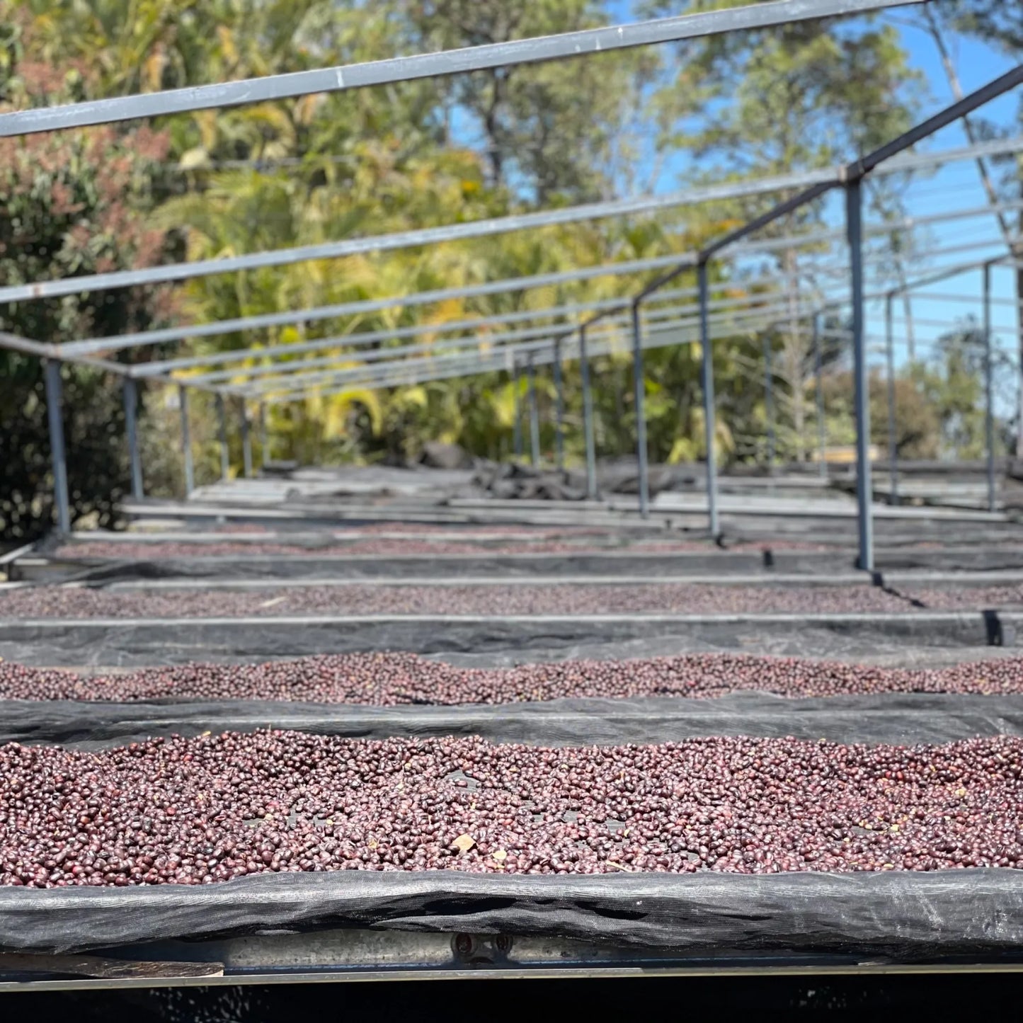 Colombia- Jairo Arcilla- Honey Rose Co-Fermented- Pink Bourbon