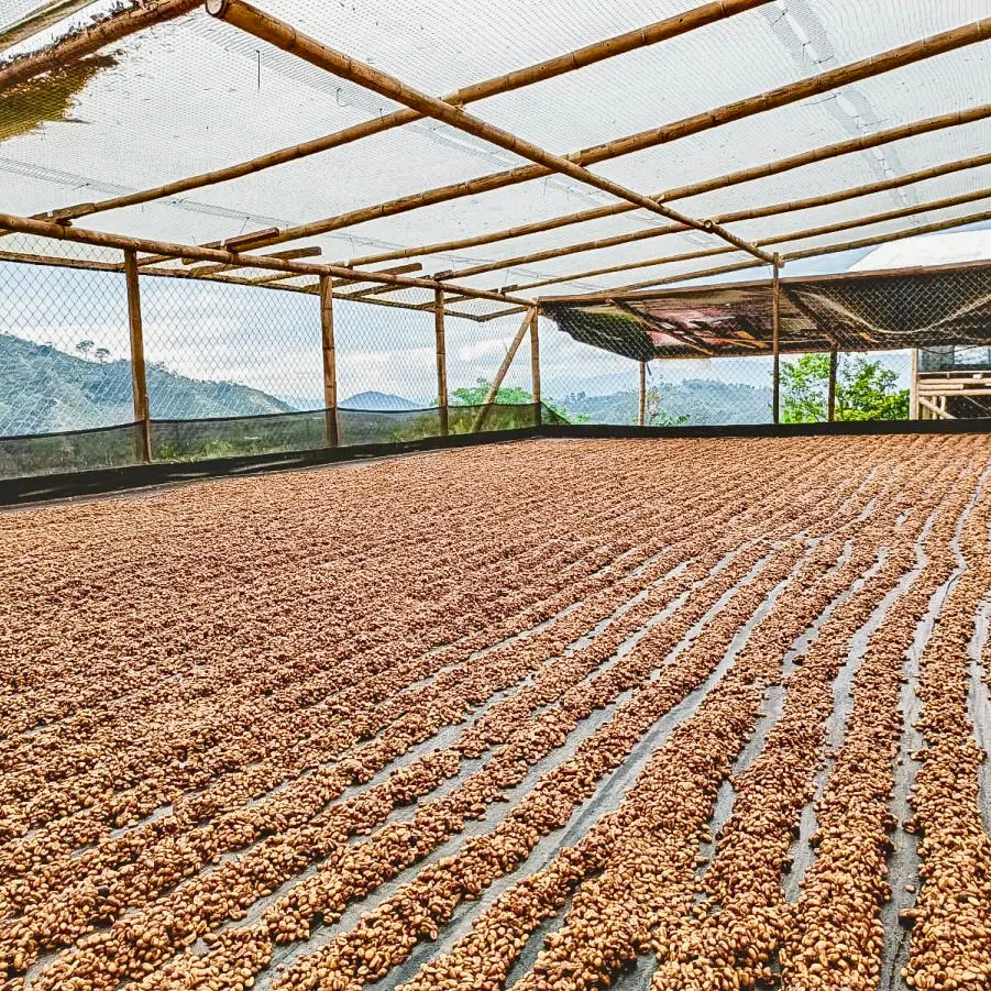 Colombia- Los Patios- Honey Cherry Co-fermented Castillo