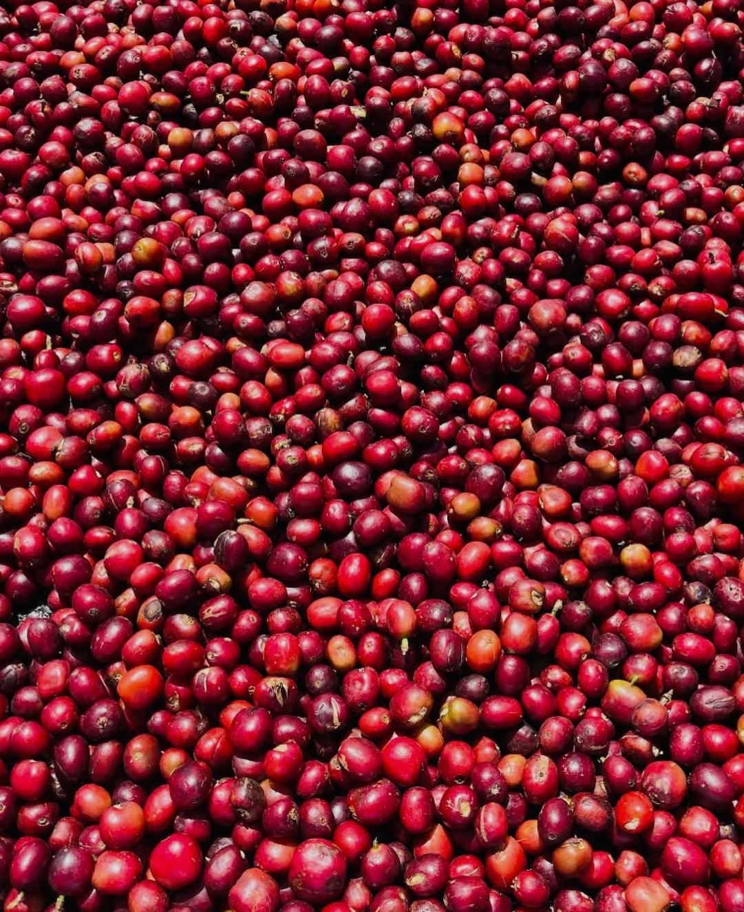 Ethiopia-Konga Amederaro- Nitro Natural Heirloom