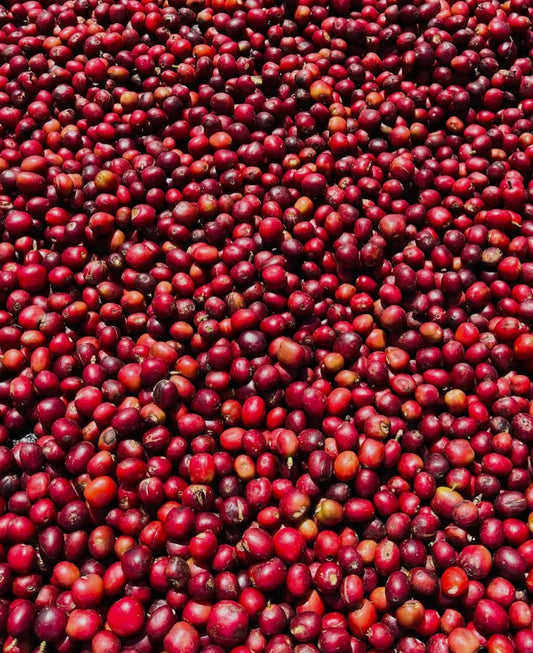Ethiopia-Konga Amederaro- Nitro Natural Heirloom