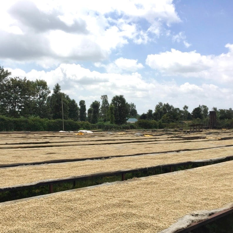 Kenya- AB Rungeto Karimikui #034- Washed SL28, SL34, Ruiru11, Batian