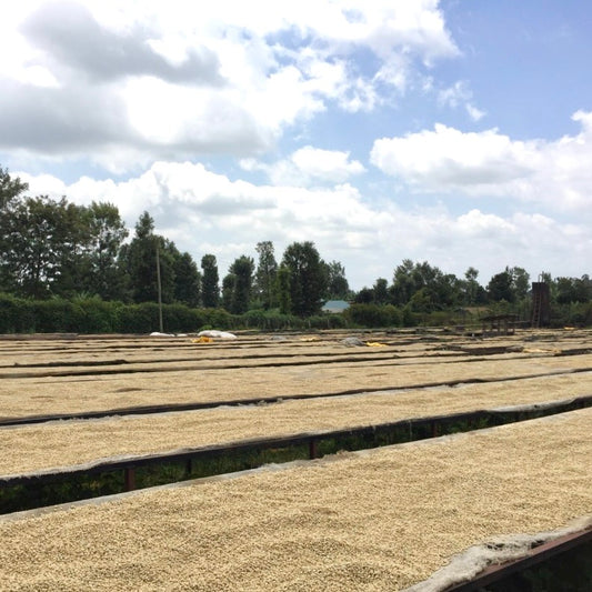 Kenya- AB Rungeto Karimikui #034- Washed SL28, SL34, Ruiru11, Batian