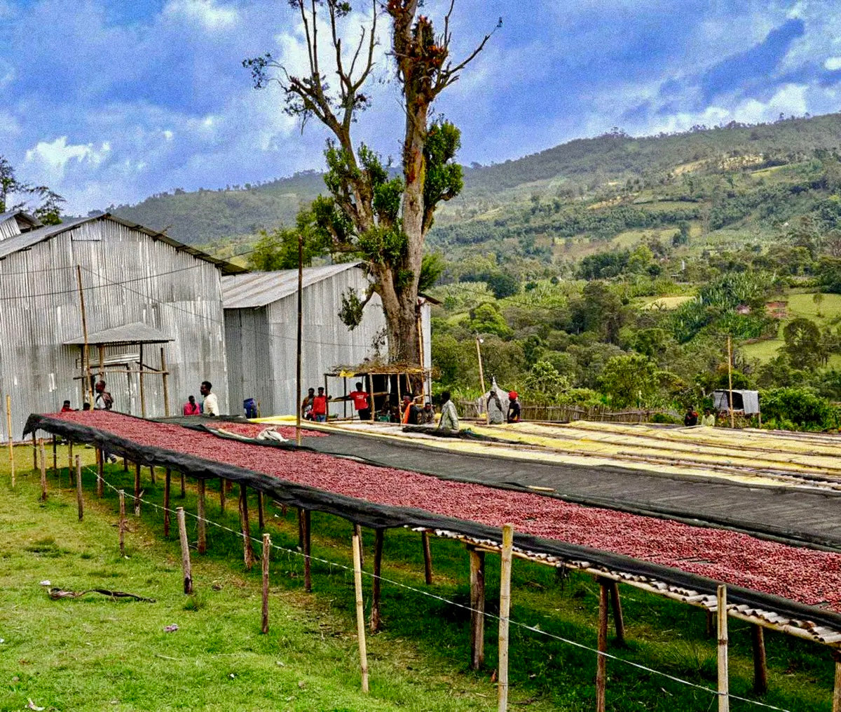 Ethiopia-Konga Amederaro- Nitro Natural Heirloom