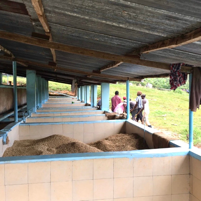 Kenya- AB Rungeto Karimikui #034- Washed SL28, SL34, Ruiru11, Batian