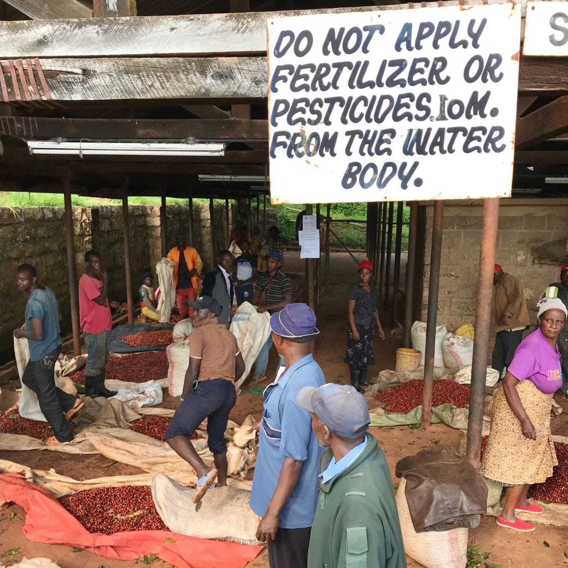 Kenya- AB Rungeto Karimikui #034- Washed SL28, SL34, Ruiru11, Batian