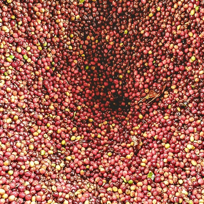 Colombia- Los Patios- Honey Cherry Co-fermented Castillo