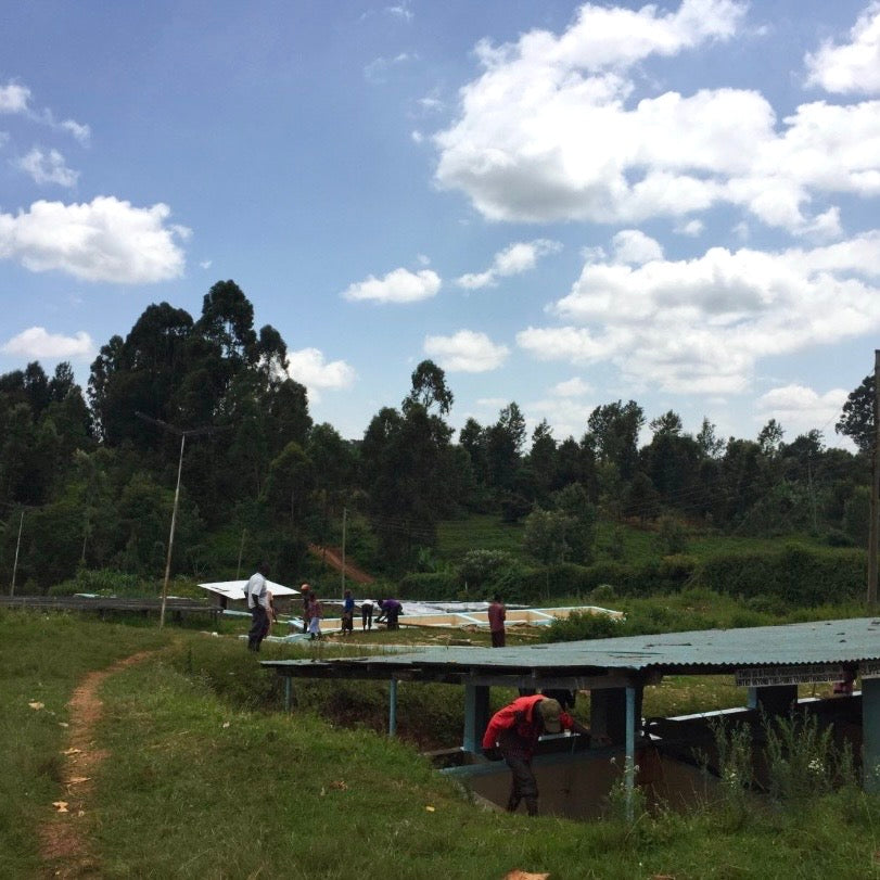 Kenya- AB Rungeto Karimikui #034- Washed SL28, SL34, Ruiru11, Batian