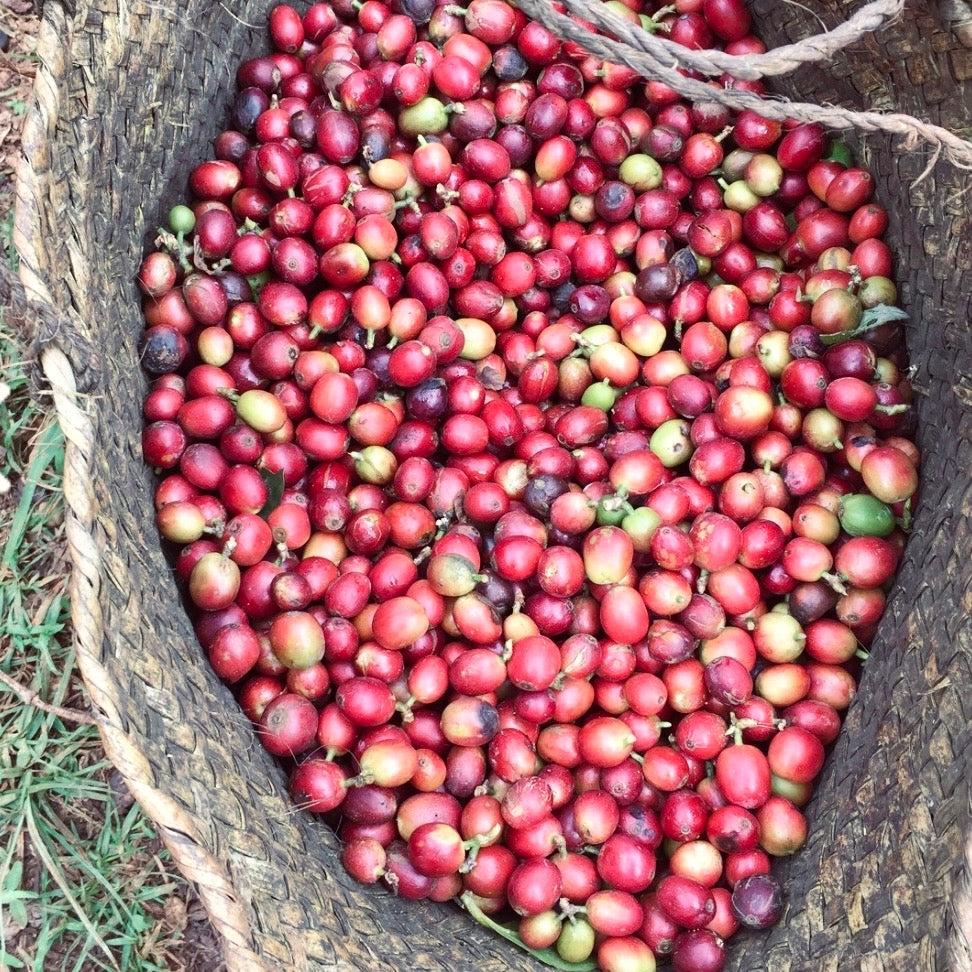 Kenya- AB Rungeto Karimikui #034- Washed SL28, SL34, Ruiru11, Batian