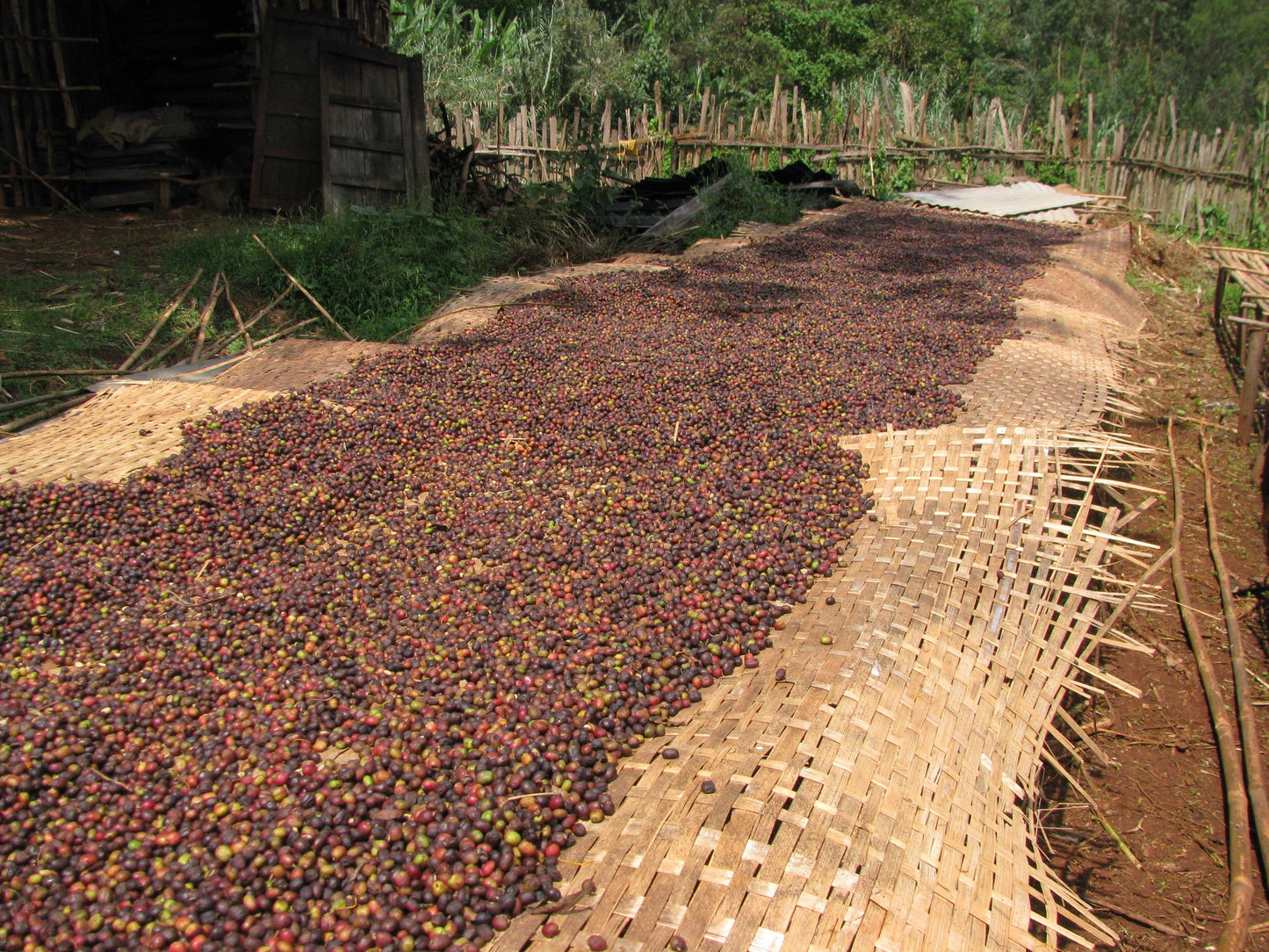 Ethiopia Nansebo –  Натуралeн Heirloom