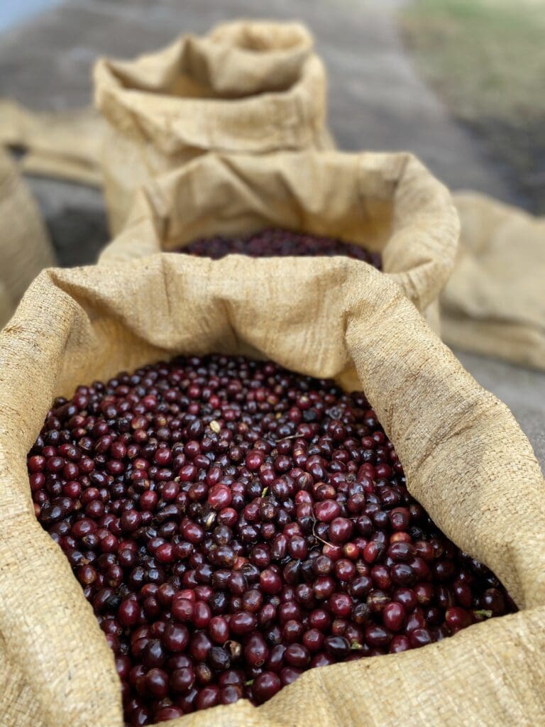 Los Pirineos- El Salvador- Natural Pacamara